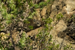 Dassie seen on Lion's Head, Cape Town, South Africa